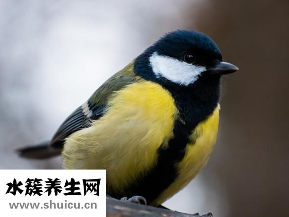 眼睛水腫怎么解決