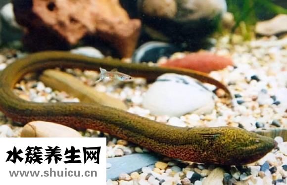 黃鱔和泥鰍的區別