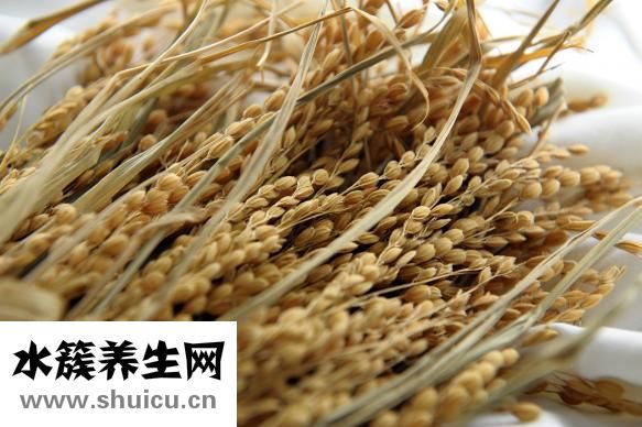 碳水食物有哪些