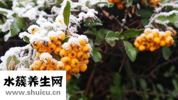 胸腺五肽治療皮膚病