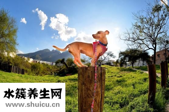 碳水食物有哪些