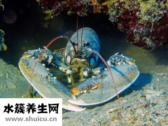 盱眙龍蝦怎么讀