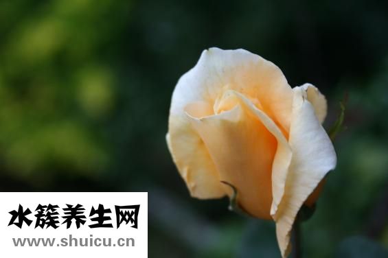 油豆腐怎么做好吃