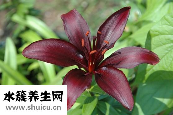 痰多吃什么化痰