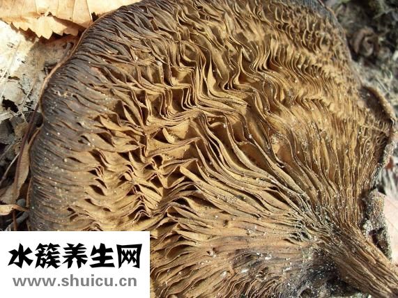 鮮蘑怎么做好吃