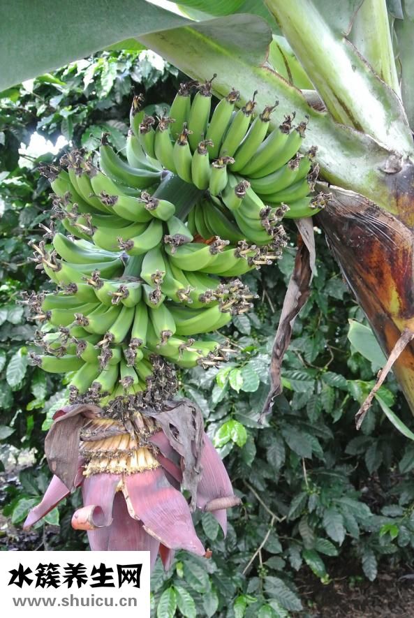 香蕉可以減肥嗎