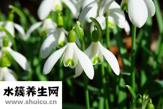 雪蓮果的功效