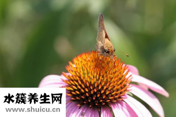 舌頭對(duì)應(yīng)五臟圖