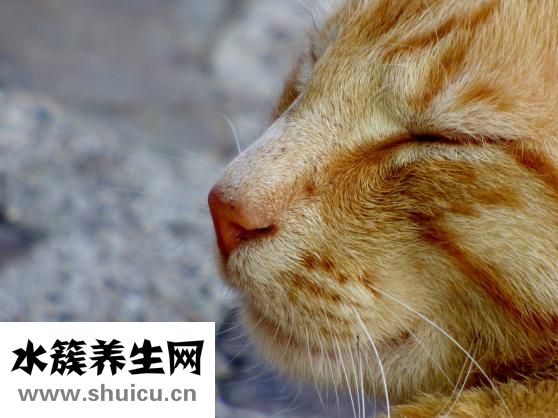 縮鼻翼要多少錢