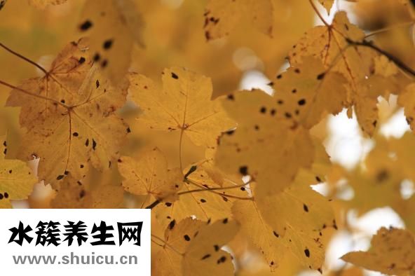 胸積水能治好嗎