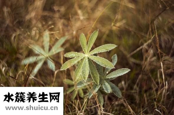 倭瓜南瓜的區別