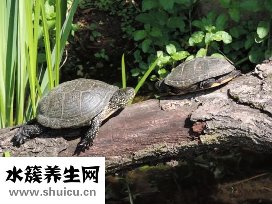 烏龜不吃食怎么辦