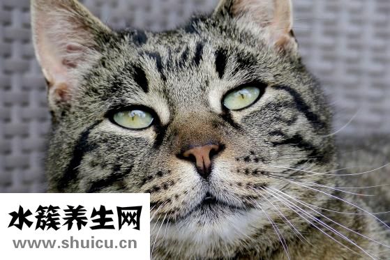 懷孕感冒了怎么辦