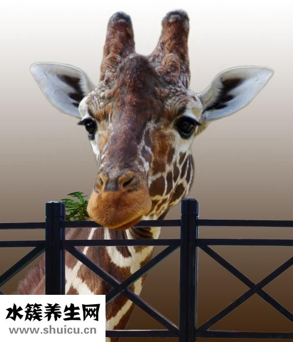 怎么去除抬頭紋