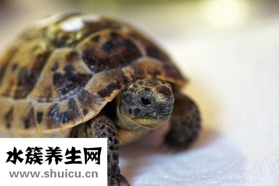 烏龜不吃食怎么辦