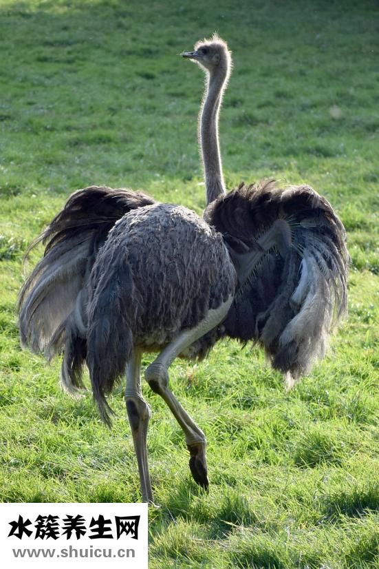 怎么去除抬頭紋