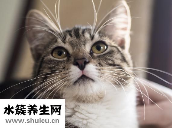 如何給寶寶斷奶