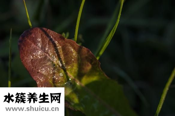 人活著的意義是什么