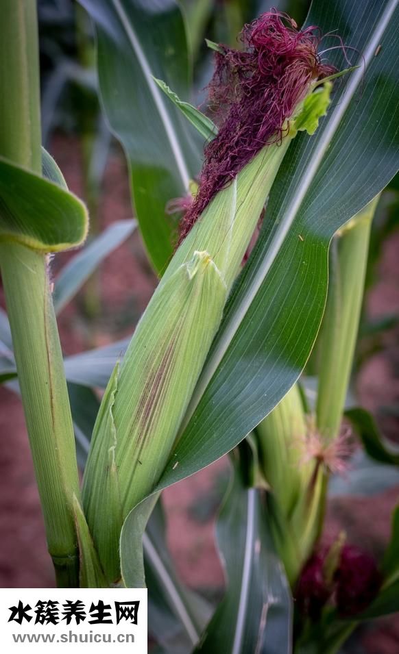 有機食品是什么意思