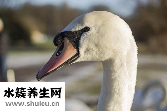 怎么消除抬頭紋