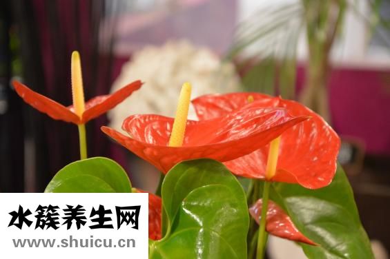 抽脂要多少費用