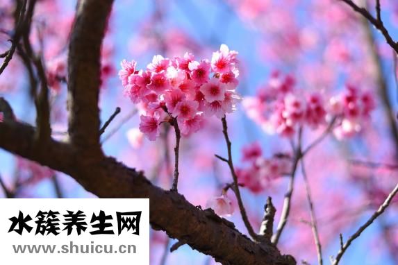 介質是什么意思