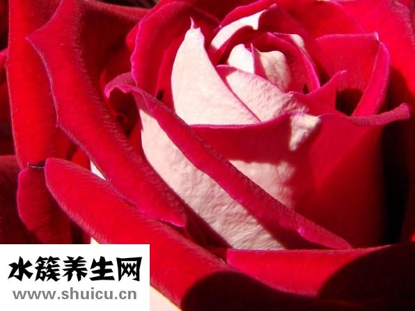 吃什么對皮膚好