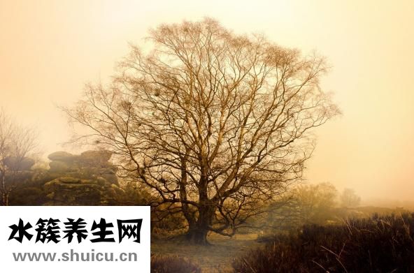 春天開的花有哪些