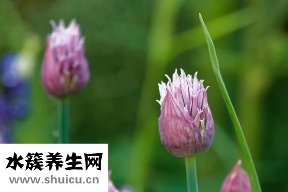 割韭菜是什么意思