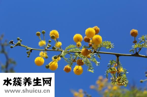 免冠照片是什么意思