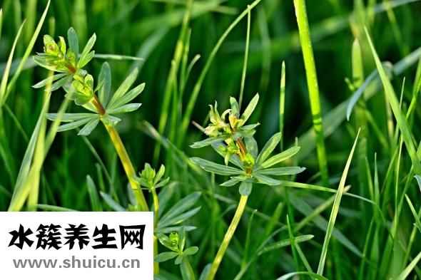 大便綠色是什么原因