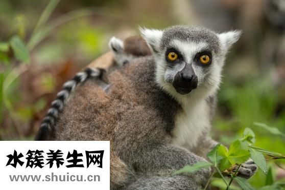 嬰兒咳嗽怎么辦