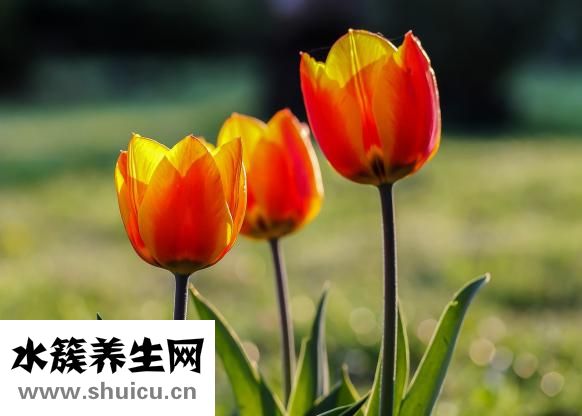 大便出血怎么回事