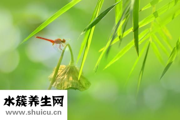 押韻是什么意思