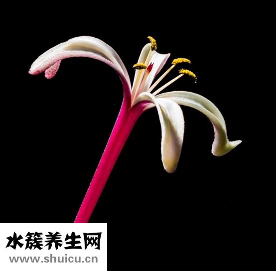 夏天開的花有哪些