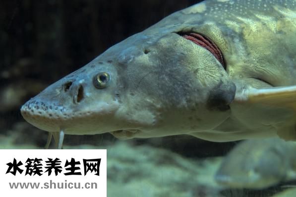 小魚缸適合養(yǎng)什么魚