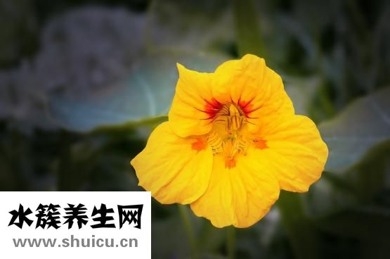 吃完螃蟹不能吃什么