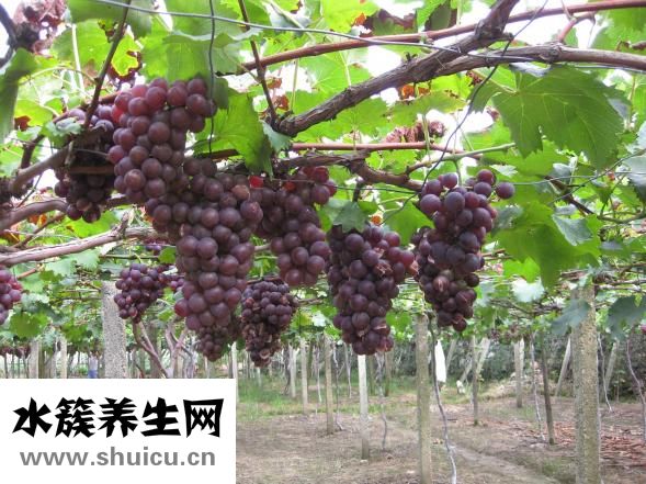 乳腺增生不能吃什么