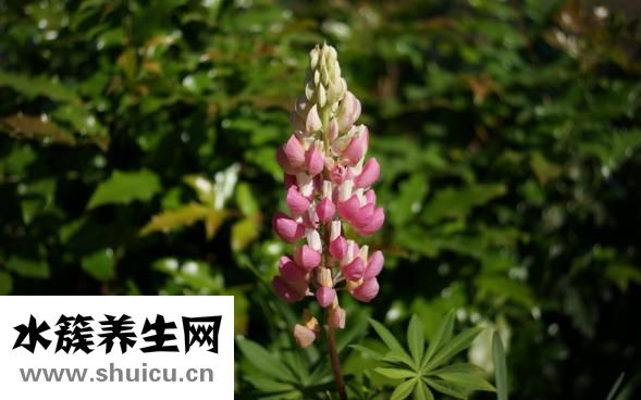 怎么消除法令紋