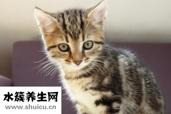 口香糖咽下去怎么辦