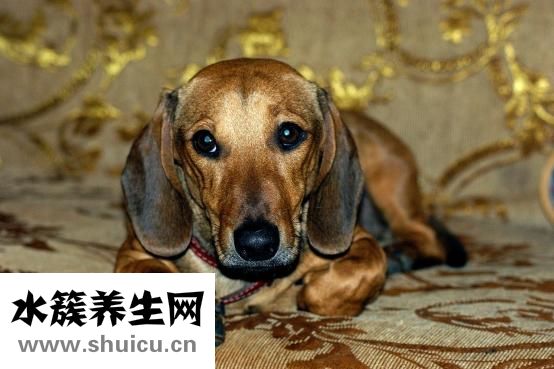 家里有老鼠怎么辦