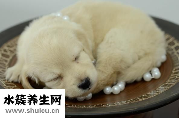 夏天開的花有哪些