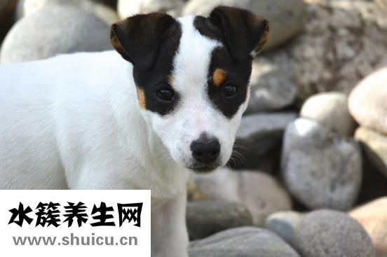 為什么鼻子上長(zhǎng)痘痘