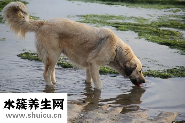 咳嗽吃什么好的快