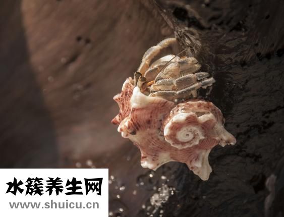 吃完螃蟹不能吃什么