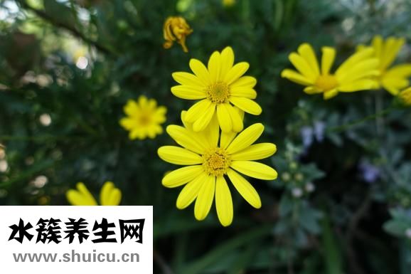 小黃花魚怎么做好吃