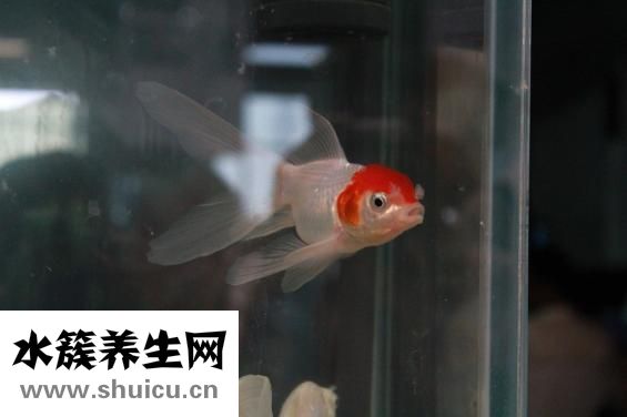 小魚缸適合養(yǎng)什么魚