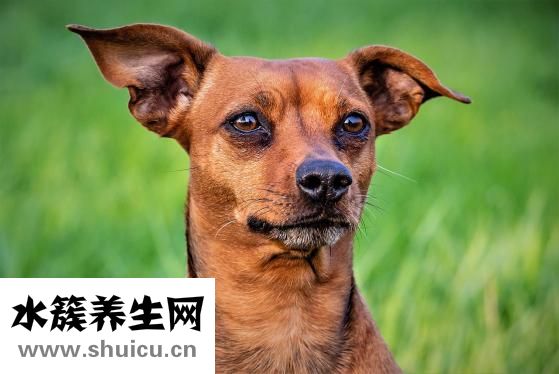 挖墻腳是什么意思