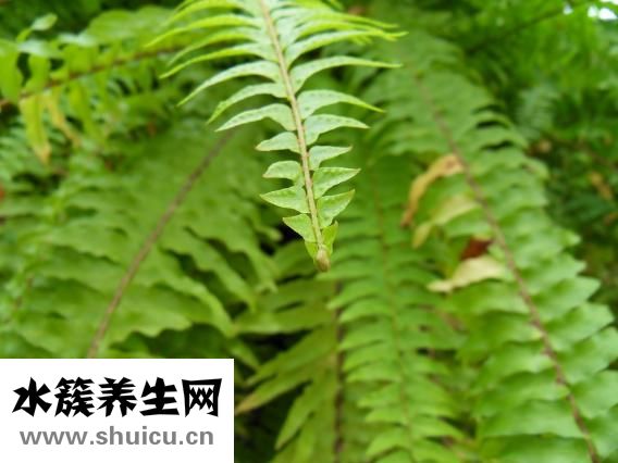 衛生棉條怎么用