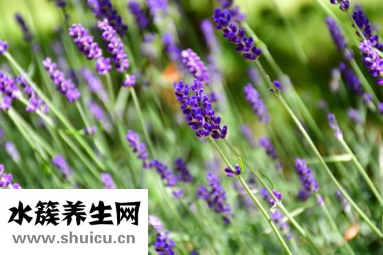 婦檢都檢查什么